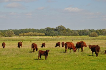 Rinder auf der Weide bei Gut Breite