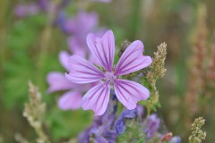 Malvenblüte, Foto: Peter Koch, Lizenz: Landschafts-Förderverein Nuthe-Nieplitz-Niederung e.V.
