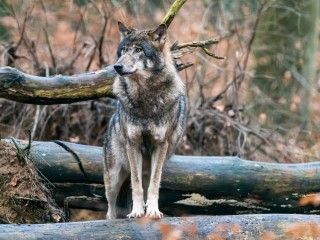 Wildnis-Tour: Auf den Spuren der W&ouml;lfe