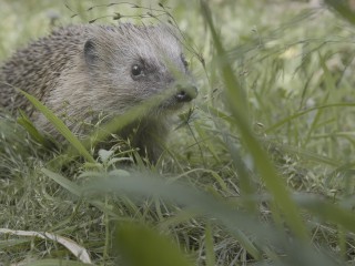 &Ouml;kofilmtour - Willkommen in der Nachbarschaft - Wilde Tiere in der Stadt