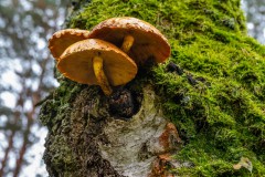 Pilze am Baum, Foto: i.A. Dr. Tilo Geisel/Stiftung Naturlandschaften Brandenburg, Lizenz: i.A. Dr. Tilo Geisel/Stiftung Naturlandschaften Brandenburg