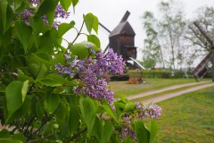 Beelitzer Bockwindmühle im Frühling, Foto: Tourismusverband Fläming e.V.