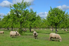 Schafe auf SOW, Foto: P. Koch, Lizenz: LFV