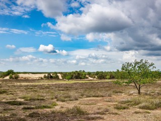 Wildnis-Tour: Fotowanderung im Widnisgebiet Jüterbog