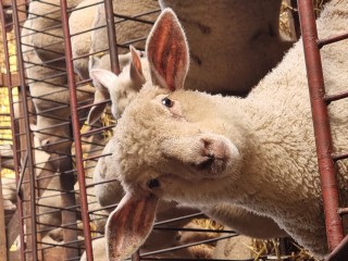 Vom Schaf zur Wolle - Winterferienprogramm