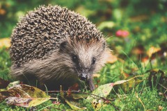 Igel, Foto: Image by Alexa from Pixabay, Lizenz: Image by Alexa from Pixabay
