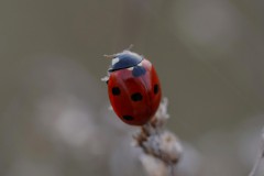 Foto: Franzi, Lizenz: Franzi / pexels