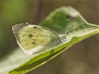 Insektenvielfalt erleben – Reise durch die Welt der Krabbler