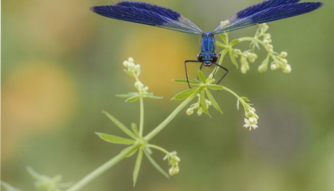 Aktuelles aus
Naturpark & Verein