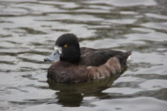 Ente, Foto: Landschafts-Förderverein Nuthe-Nieplitz-Niederung e.V., Lizenz: Landschafts-Förderverein Nuthe-Nieplitz-Niederung e.V.