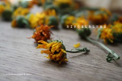 Ringelblume