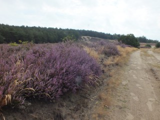 RangerTour: Heidewanderung durch die Saarmunder Berge