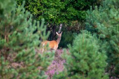 Foto: Dr. Tilo Geisel, Lizenz: Wildnisstiftung