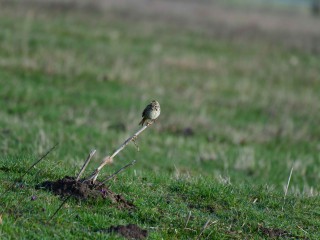 Alle V&ouml;gel sind wieder da! - Vogelstimmenwanderung