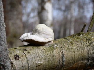 Pilzwanderung bei Dobbrikow: Die Rolle der Pilze im Ökosystem