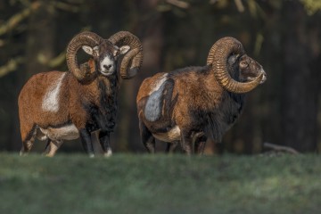 Mufflons im Wildgehege Glauer Tal © Kirsten Werrstein