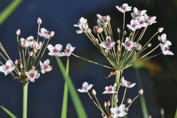 Schwanenblume © Landschafts-Förderverein Nuthe-Nieplitz-Niederung e.V./Peter Koch