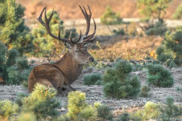 Rothirsch im Wildgehege Glauer Tal © Kirsten Werrstein