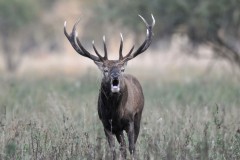 Röhrender Rothirsch, Foto: Peter Koch, Lizenz: Landschafts-Förderverein Nuthe-Nieplitz-Niederung e.V.
