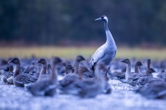 Gans, Foto: Johannes Müller, Lizenz: NaturSchutzFonds Brandenburg
