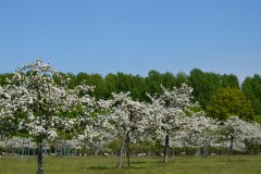 Foto: Peter Koch, Lizenz: LFV