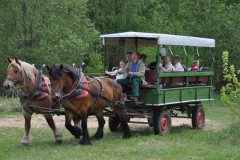 Kremserfahrt durch das Wildgehege Glauer Tal