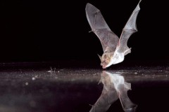 Wasserfledermaus, Foto: Peter Koch, Lizenz: Landschafts-Förderverein Nuthe-Nieplitz-Niederung e.V.