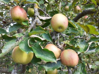 NaturParkFest - Obstsortenbestimmung