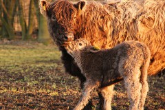 Galloway Löwenbruch: Galloway Mutter mit Kalb, Foto: Frank Mertens, Galloway Löwenbruch, Foto: Frank Mertens, Lizenz: Frank Mertens