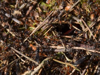 Die Welt der Waldameisen