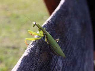 Von Heuschrecken, Grillen und Gottesanbeterinnen &ndash; wie k&ouml;nnen wir den H&uuml;pfern helfen?