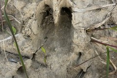 Wildschweinspur, Foto: Lydia Pichotta, Lizenz: Lydia Pichotta