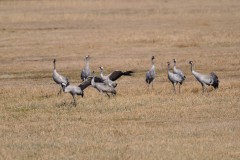 Foto: Peter Koch, Lizenz: LFV