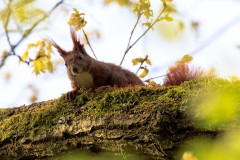 Eichhörnchen, Foto: Matthias Kober, Lizenz: Naturschutzfonds Brandenburg