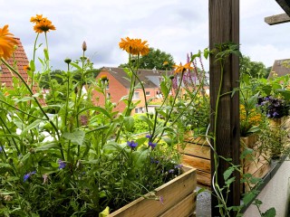 Permakultur auf dem Balkon