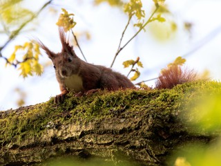 RangerTour: Ab in den Wald!