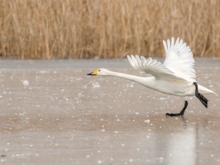 Exkursion zu Singschw&auml;nen