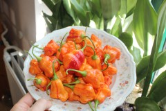 Chilis auf Teller, Foto: Gabi Sußdorf, Lizenz: Gabi Sußdorf