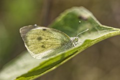 Falter, Foto: Cathrina Balthasar, Lizenz: Cathrina Balthasar