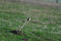 Foto: Peter Koch, Lizenz: Landschafts-F&ouml;rderverein Nuthe-Nieplitz-Niederung e.V.