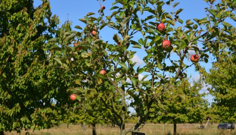 Ausbildung zum/zur Obstbaumwart:in - jetzt anmelden!