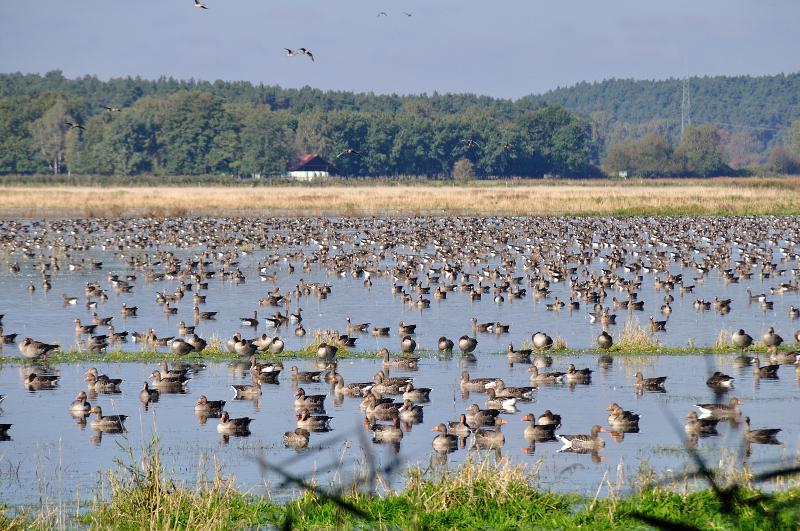 Hunderte Gänse in Feuchtgebiet