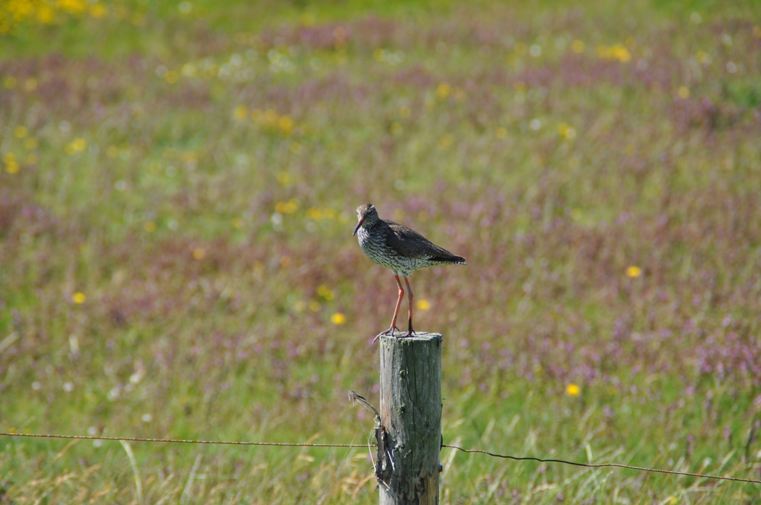 Vogel auf Zaun